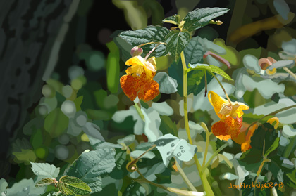 JEWELWEED31a1