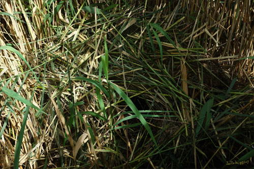 Phragmites reeds woven into nest for young muskrat,sunlight and shadow