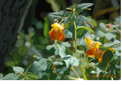 Impatiens Capensis, Jewel Weed blossoms in bright light,de drops on shiny leaves, bark and shadows