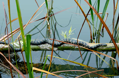 northernwatersnakeA1aQ1